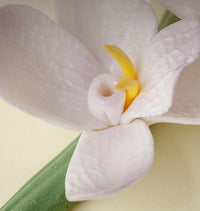 Handcrafted Magnolia Incense Holder