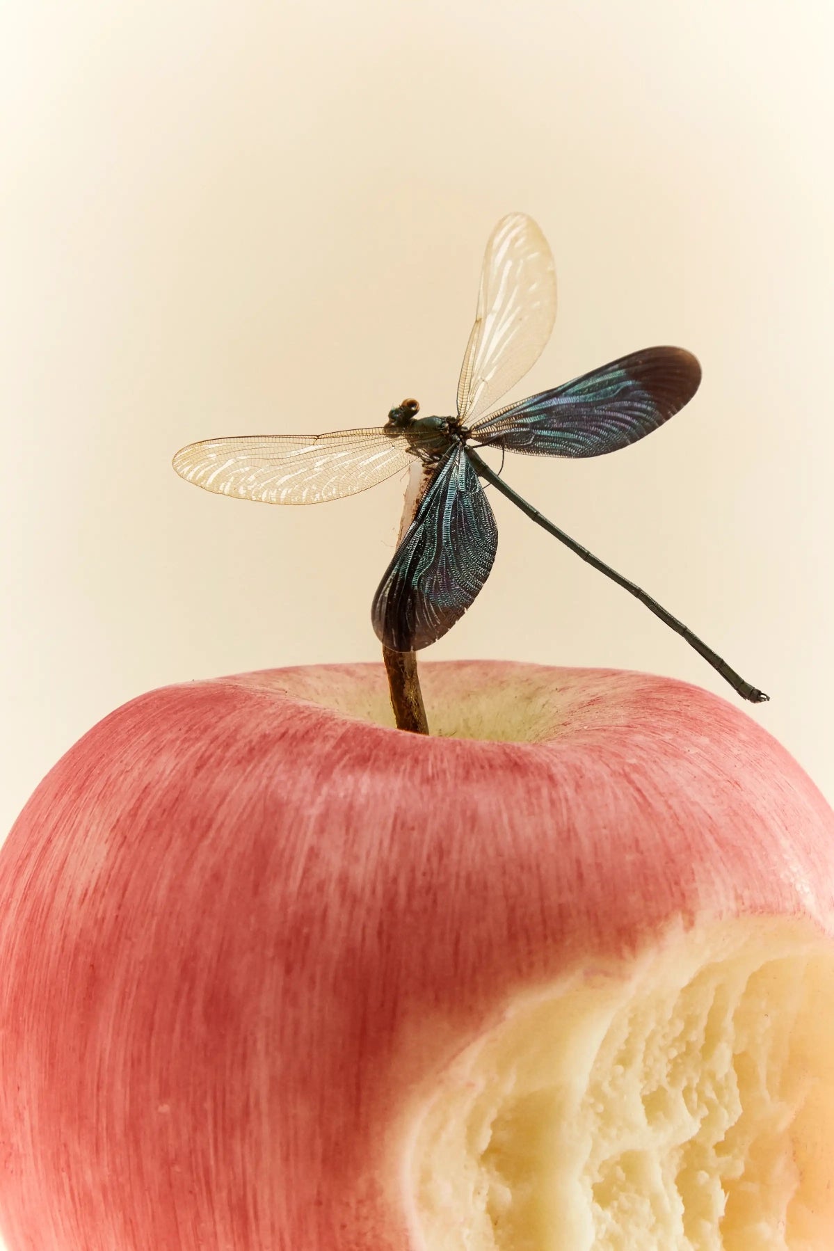 Bitten Apple Scented Sculptural Wax & Spray - TRLab Shop