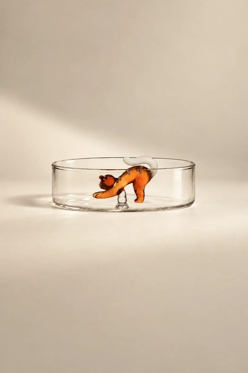 Curious Companion Clear Glass Glassware Set