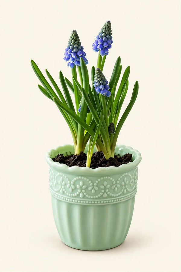 Garden Border Mint Glass Cup